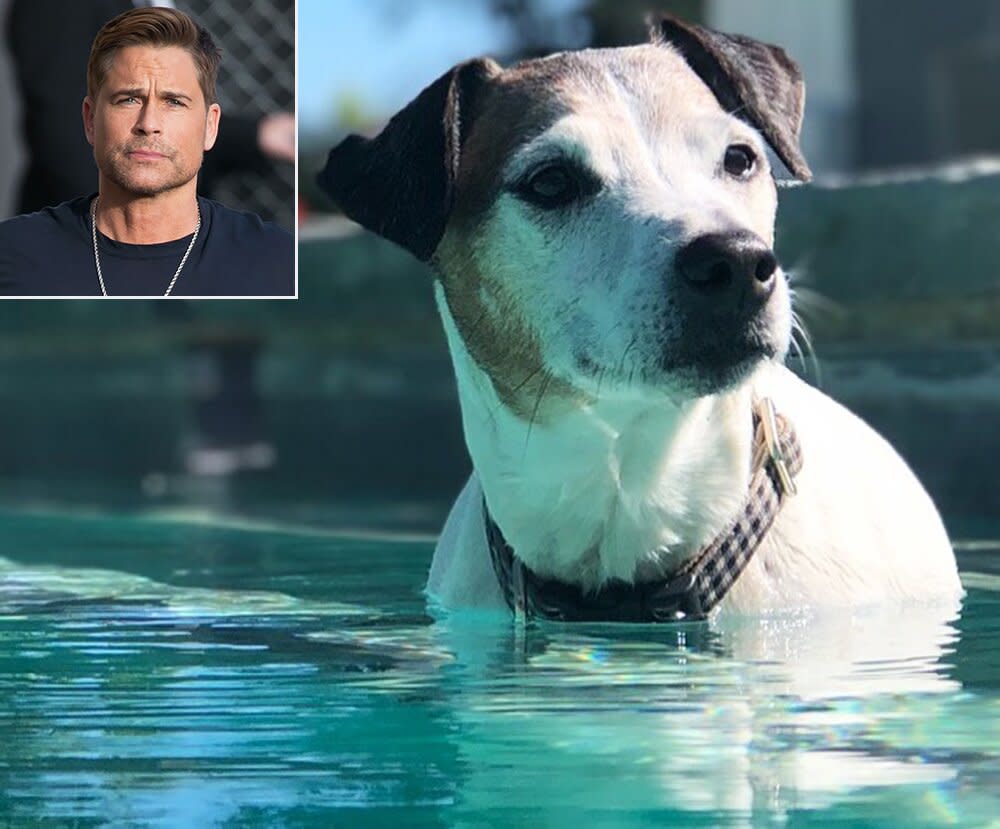 Rob Lowe Mourns the Death of His Family Dog