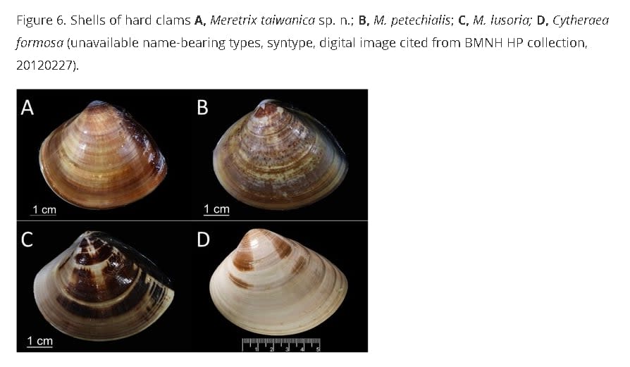 蛤？市售文蛤被誤認「日本人」多年　DNA確認世界新種「台灣文蛤」
