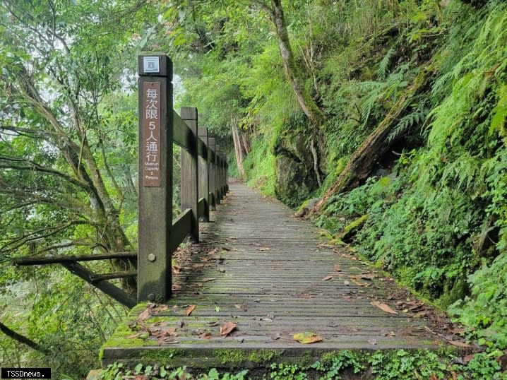 觀霧國家森林遊樂區檜山巨木群步道。(圖：林業保育署提供)