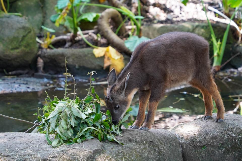 野山羊皮蛋獲救後入住台北市立動物園，成為山羊薇薇、薇寶新同伴。台北市立動物園提供