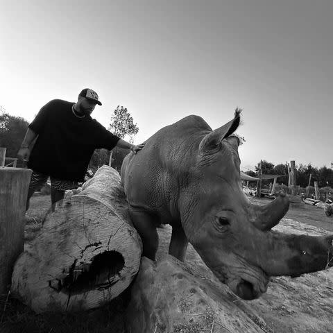 <p>Ross Travis/Instagram</p> Travis Kelce petting a rhino