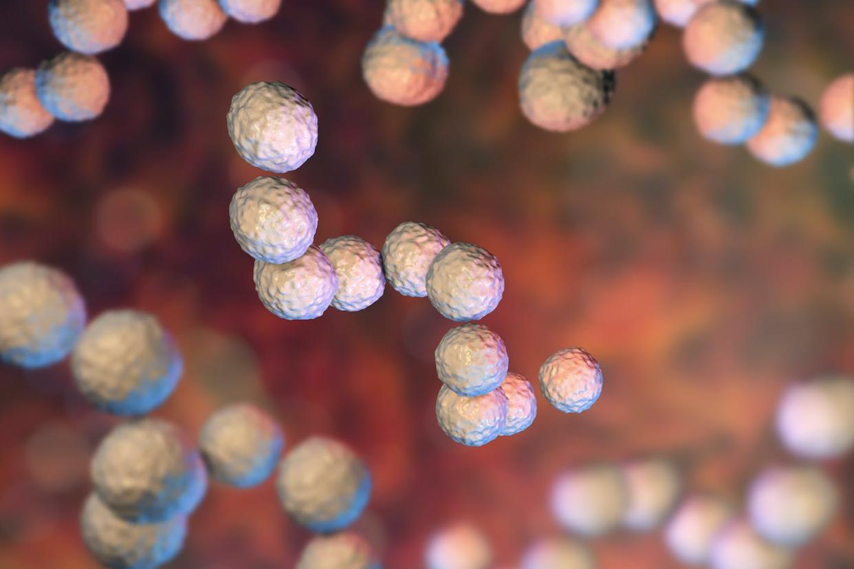 Ilustración de la bacteria _Streptococcus pyogenes_, conocida coloquialmente como Estreptococo A. <a href="https://www.shutterstock.com/es/image-illustration/grampositive-bacteria-streptococcus-pyogenes-which-cause-670145632" rel="nofollow noopener" target="_blank" data-ylk="slk:Shutterstock / Kateryna Kon;elm:context_link;itc:0;sec:content-canvas" class="link ">Shutterstock / Kateryna Kon</a>