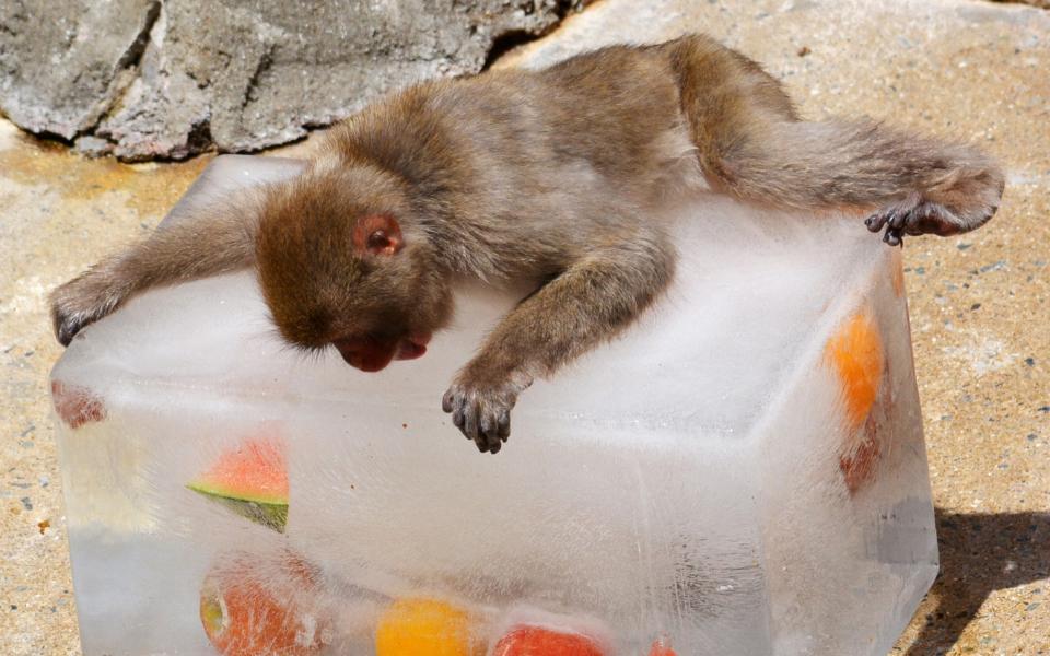 A macaque lies on ice cube containing fruits at Fukuoka Municipal Zoo ahead of the hottest day on record - The Asahi Shimbun