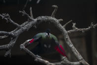 A touraco bird flies in the Attica Zoological Park in Spata, near Athens, on Saturday, Jan. 23, 2021. After almost three months of closure due to COVID-19, Greece's only zoo could be approaching extinction: With no paying visitors or state aid big enough for its very particular needs, it still faces huge bills to keep 2,000 animals fed and healthy. (AP Photo/Petros Giannakouris)