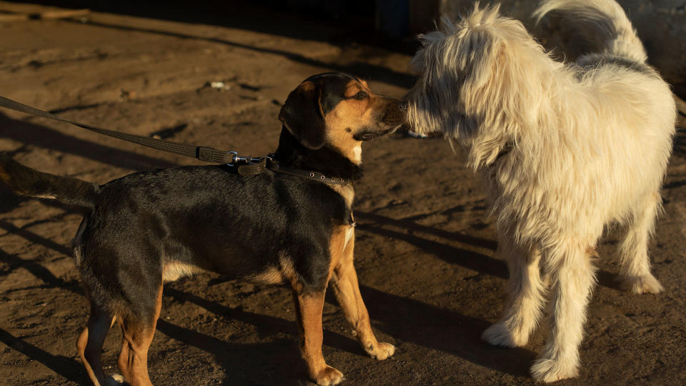 Two dogs greeting each other by sniffing