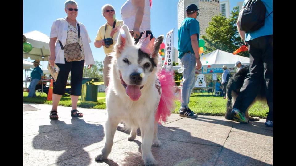 Pups like this one love to dress up and have fun at the annual Walk for the Animals hosted The Humane Society of Greater Miami. Sandra Ghisays