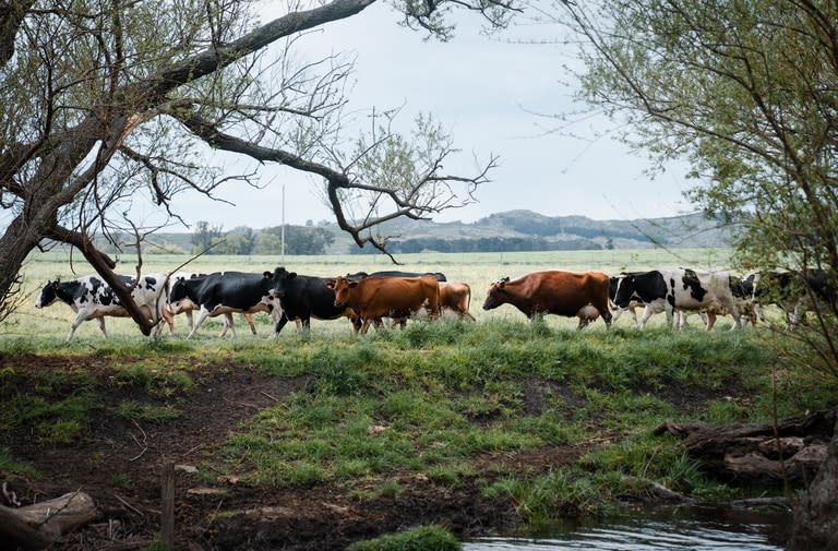 En la actualidad, poseen 90 vacas en ordeñe y destinan 2000 litros diarios de leche para quesos orgánicos "Santo Padre" y 2000 litros para quesos pastoriles "Doña Cuchara"