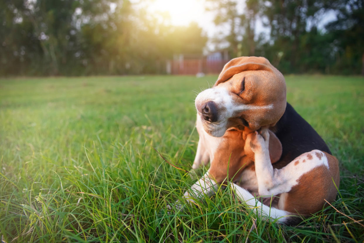 Zeckenbisse jucken nicht nur höllisch, sie können bei Hunden - genau wie beim Menschen - ernsthafte Erkrankungen auslösen. (Bild: Getty Images)