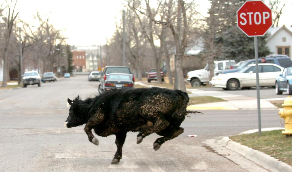 Molly B makes a dash onto 8th Avenue South in Great Falls while running from law enforcement officers in 2006.