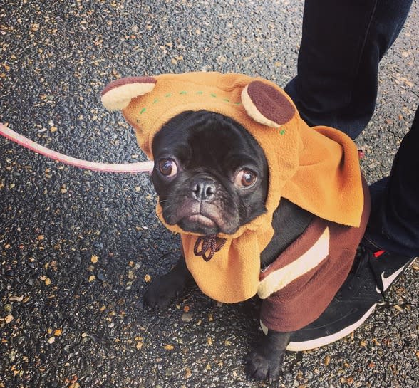 Ewok I (Bild: Instagram/ 1writegirl)