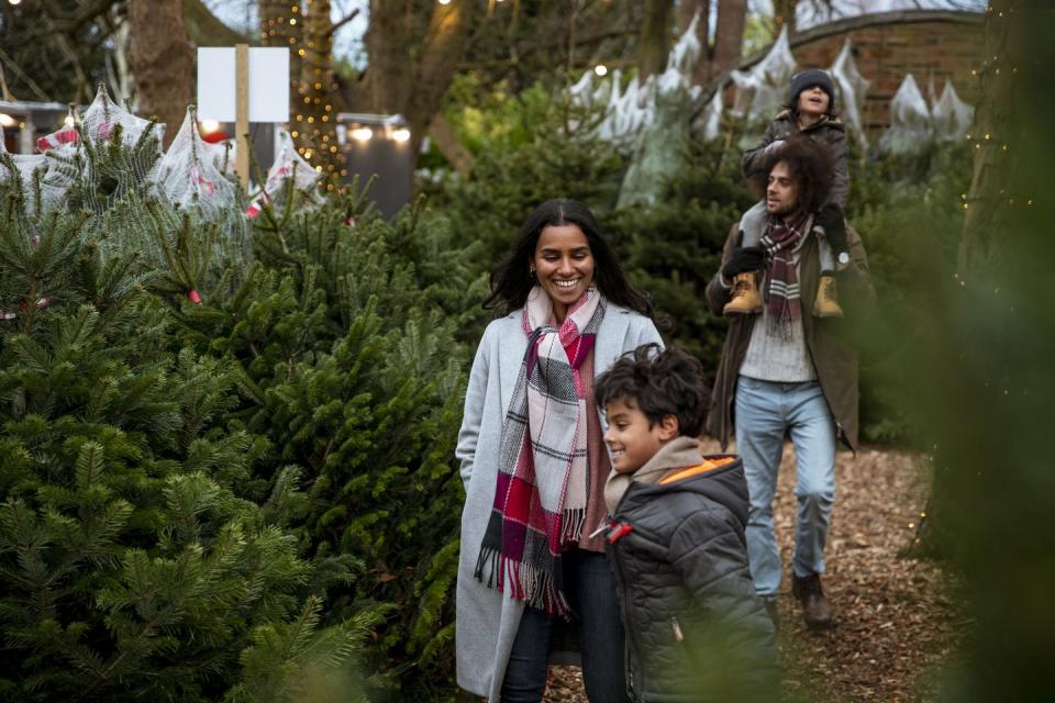 <p>This year's Rockefeller Center Christmas tree is a Norway Spruce — what will yours be? Some tree varieties are known for their scent, others are celebrated for their shape, sturdiness or needle retention. But choosing a real tree helps support a farm — and a trip to go get one is always a fun family outing. </p>