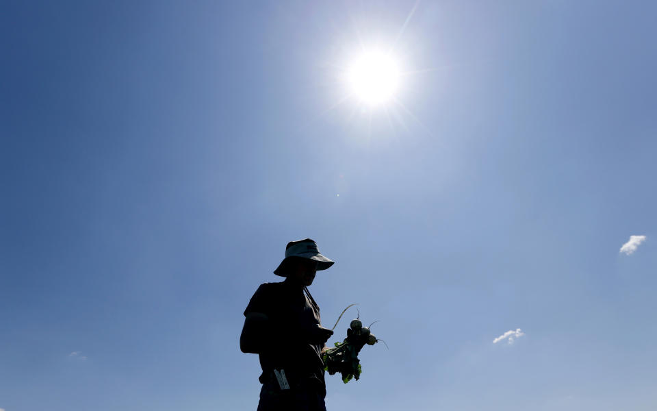 In this Monday, June 10, 2019 photo, Andrew Dunham harvests Hakurei turnips on his 80-acre organic farm, in Grinnell, Iowa. Like farmers throughout the Midwest, torrential spring rains turned Dunham's land into sticky muck that wouldn't let him plant crops this spring. But unlike other farmers, Dunham won't get a piece of a $16 billion aid package to offset his losses, and he can't fall back on federally subsidized crop insurance because Dunham grows herbs, flowers and dozens of vegetable varieties but not the region's dominant crops of corn and soybeans. (AP Photo/Charlie Neibergall)