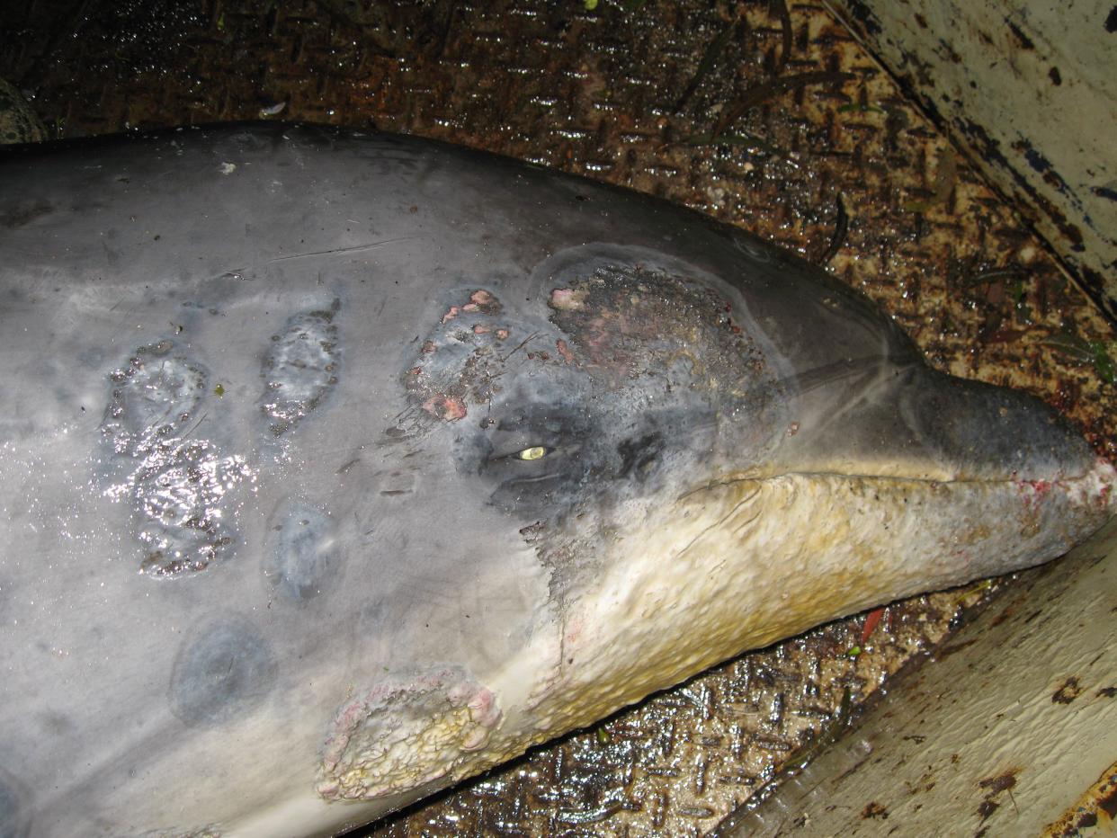 <p>El primer caso conocido de esta enfermedad ocurrió en 2005 en Nueva Orleans, exactamente después del impacto del huracán Katrina.</p> (Kate Robb © Marine Mammal Foundation)