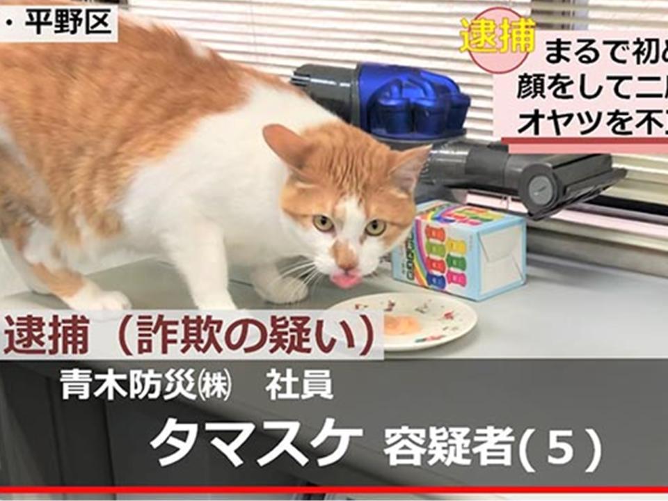 <p>日本橘白貓主任涉嫌收受賄款　火速移送法辦抱緊處理！</p>
