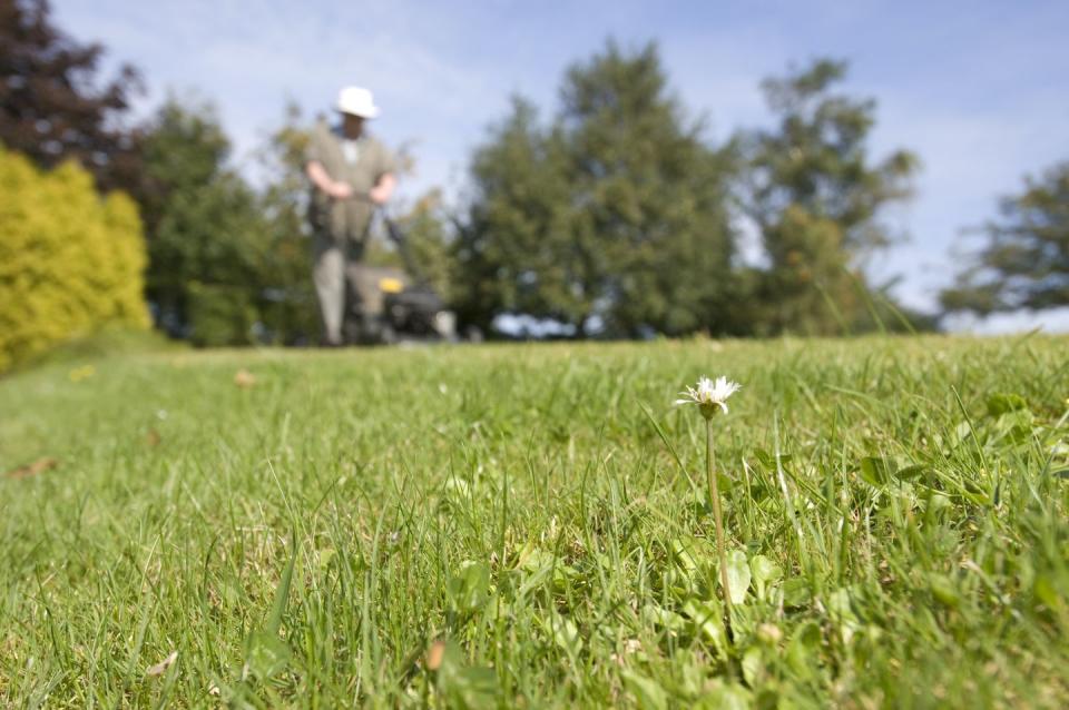 grass mowing low level view from lawn uk