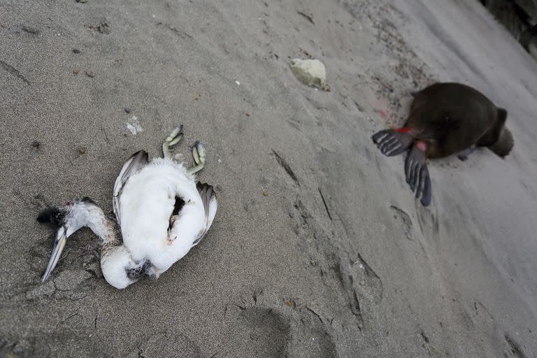 Un ave marina y un lobo marino hallados muertos en la playa de Punta Bermeja, provincia de Río Negro