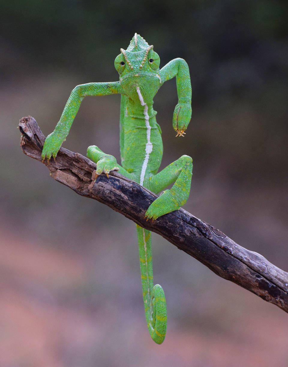 <p>Taken in the Western Ghats mountains, this photo highlights the Indian chameleon.</p>