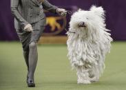 <p>A Komondor struts around the ring during the working group competition at the 141st Westminster Kennel Club Dog Show, Tuesday, Feb. 14, 2017, in New York. (AP Photo/Julie Jacobson) </p>