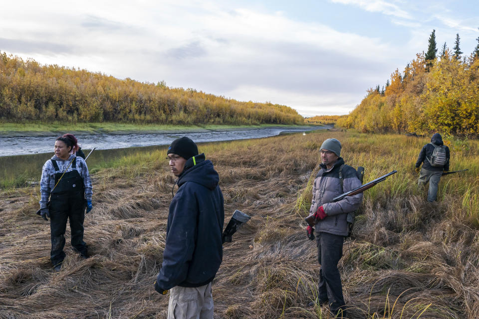 Hunters search a clearing for moose after another hunter took a shot and missed on Thursday, Sept. 16, 2021, near Stevens Village, Alaska. For the first time in memory, both king and chum salmon have dwindled to almost nothing and the state has banned salmon fishing on the Yukon. The remote communities that dot the river and live off its bounty are desperate and doubling down on moose and caribou hunts in the waning days of fall. (AP Photo/Nathan Howard)