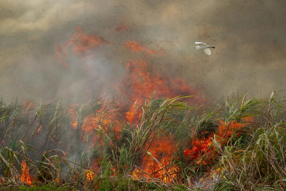 Sugar cane burning near Clewiston, in November 2020. To harvest cane, companies routinely burn the plant’s leafy outer stalk, which sends up plumes of smoke and ash.