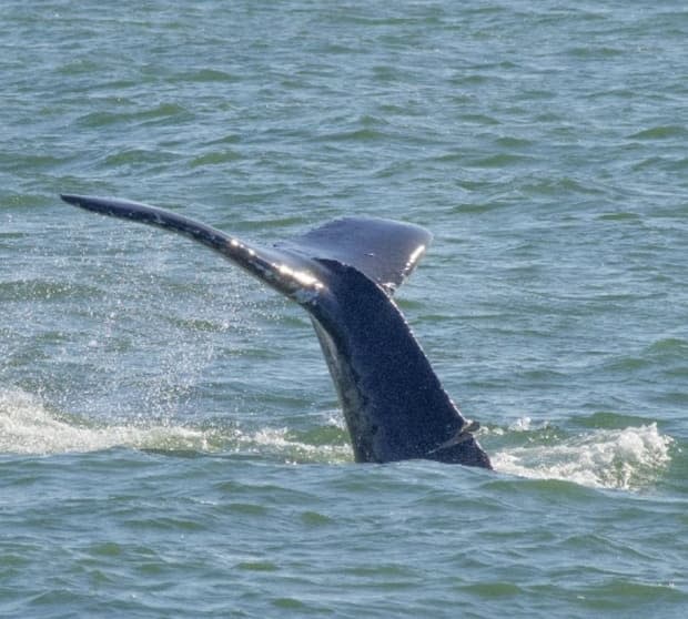 An injury to the tail stock of a humpback whale seen swimming in the waters off Vancouver's west side is noticeable in recent photographs.