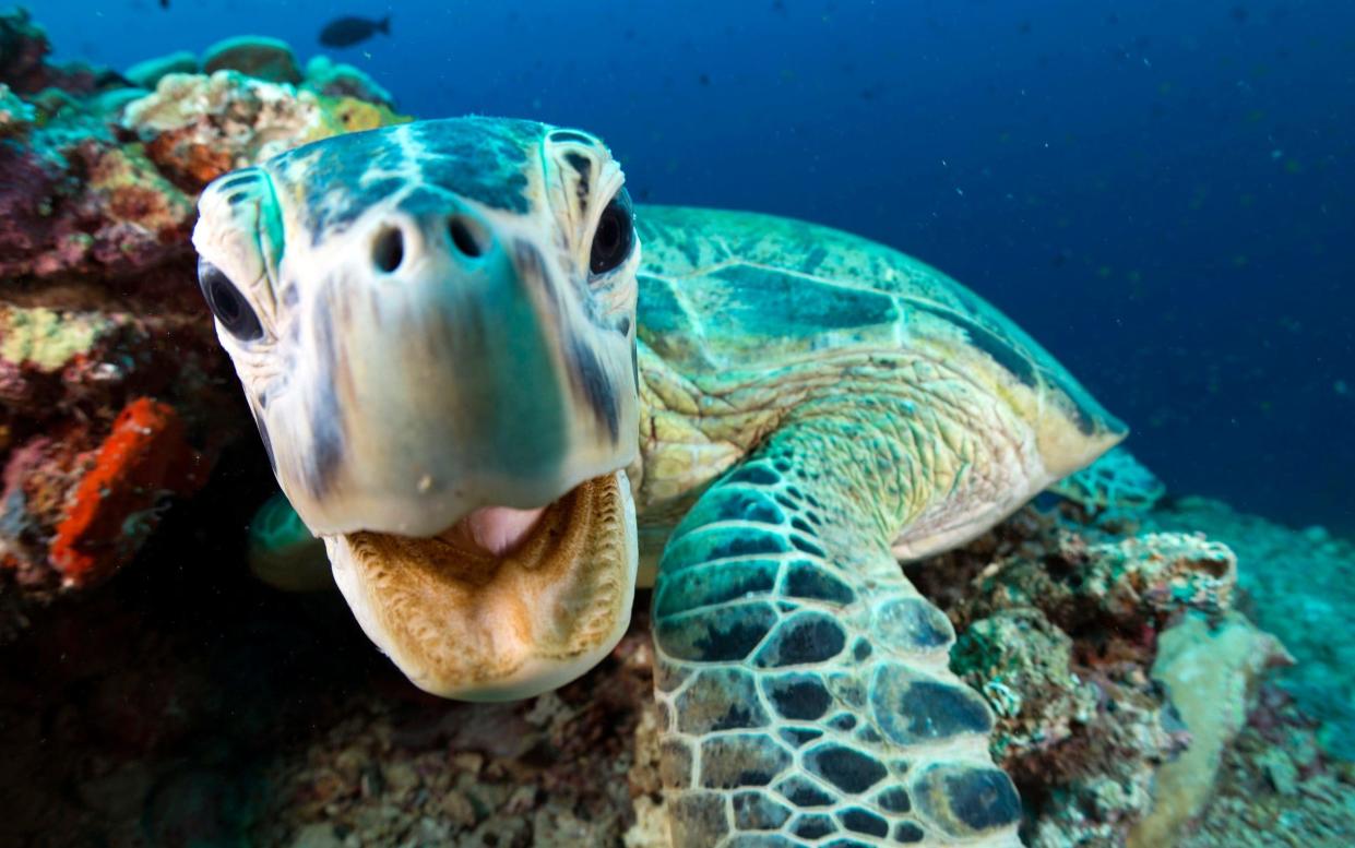 Close encounter of the deep kind: a green turtle inspects one of the Blue Planet II cameramen in Sipadan, Borneo    - BBC