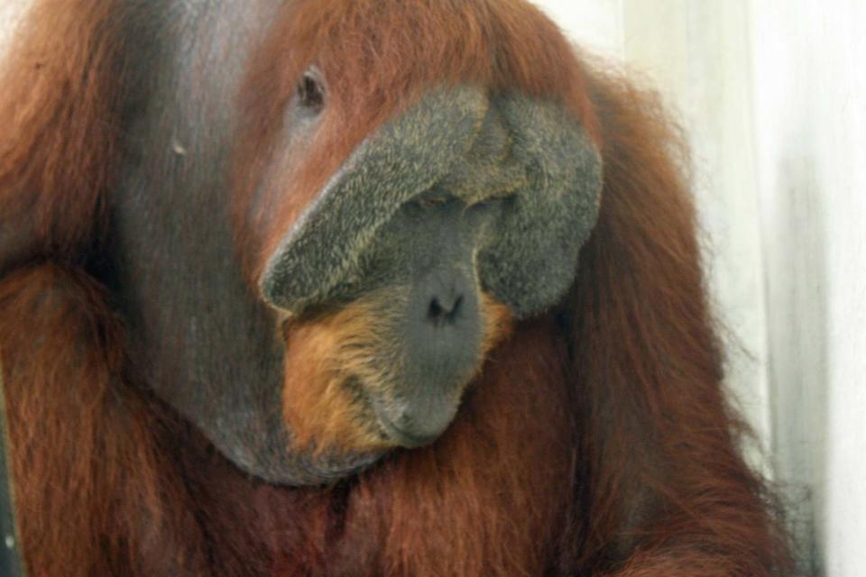 The orangutan know as 'Paguh' has been blinded by the attack: EPA