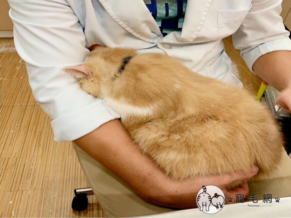 <p>網友日前帶貓咪看診，沒想到牠躲在醫生懷裡「不想面對」（圖／網友Peggy Hsu授權提供）</p>
