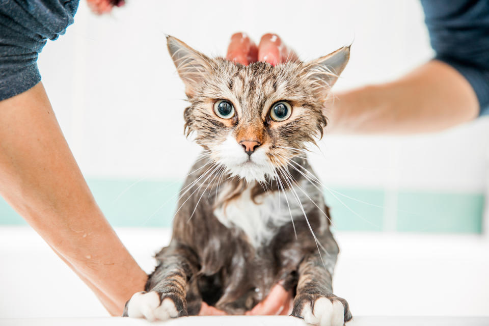 Cat getting a bath