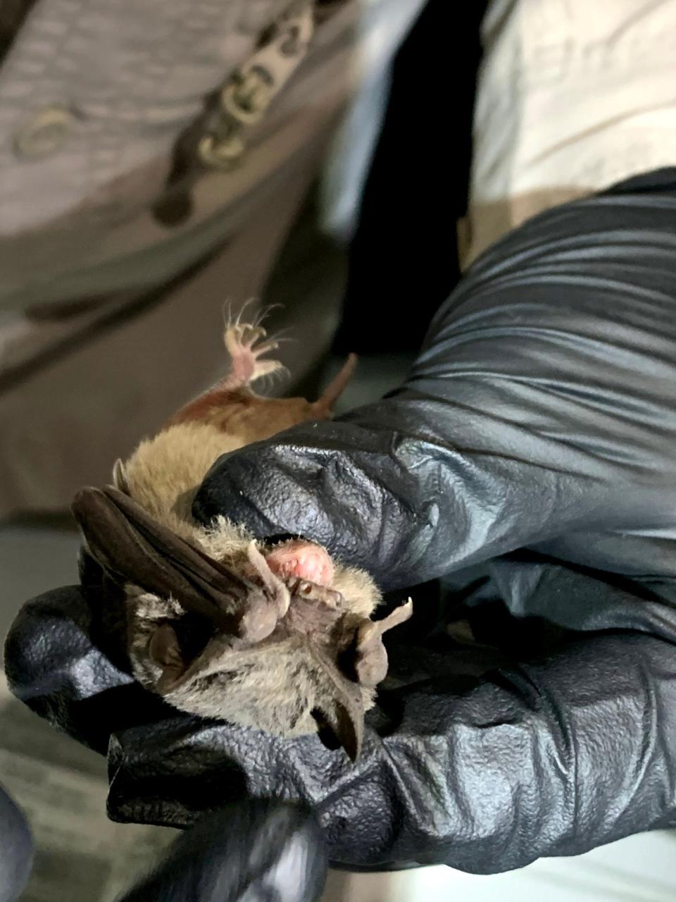 Various bat species, including Brazilian free-tailed bats, can be found in Utah.