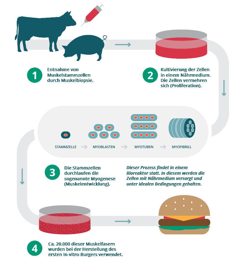 Ein Prozess namens Tissue Engineering ersetzt den tierischen Körper bei der Fleischproduktion. 