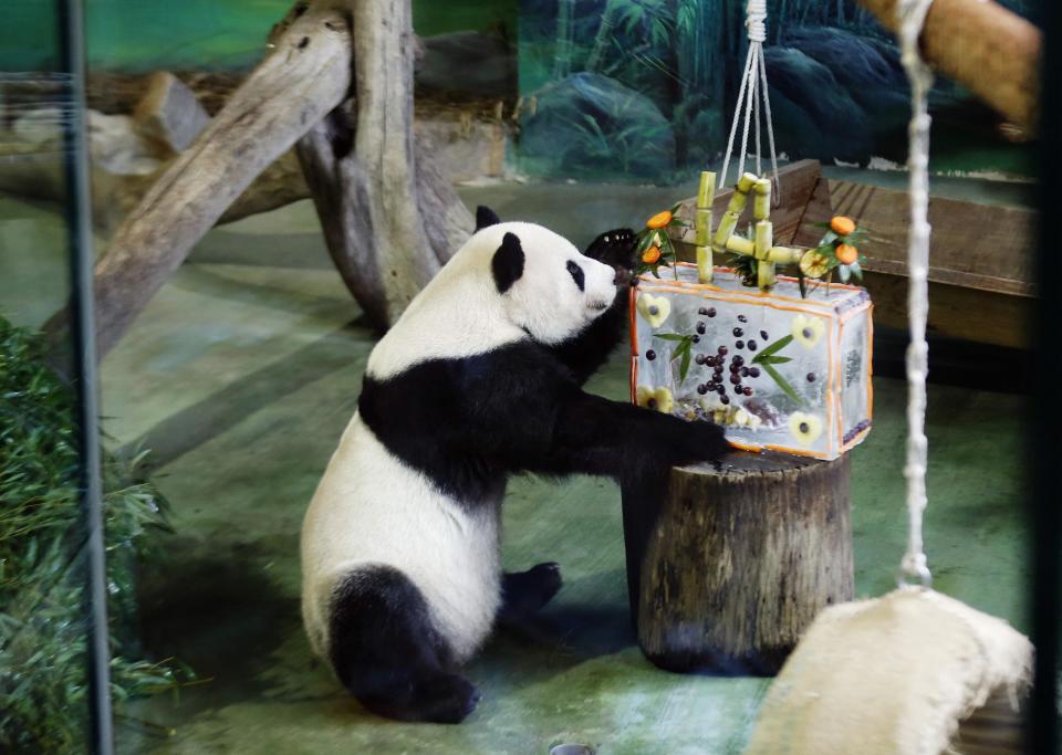 Giant Pandas Tuan Tuan and Yuan Yuan celebrate 14th birthday