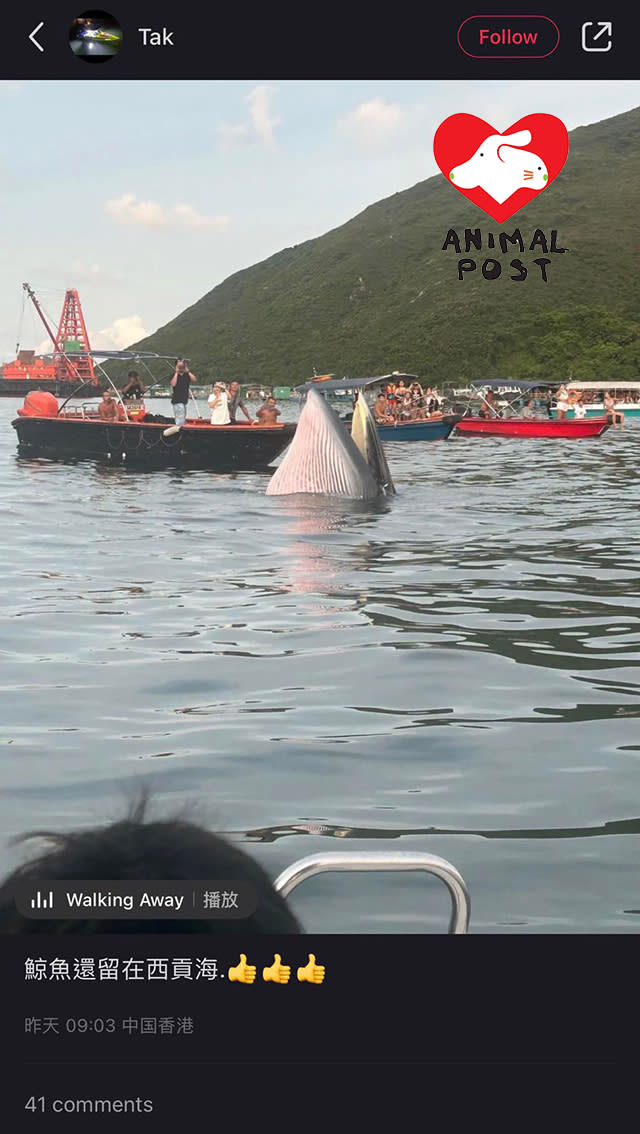 有人在小紅書上載圍觀鯨魚的相片。（讀者提供）