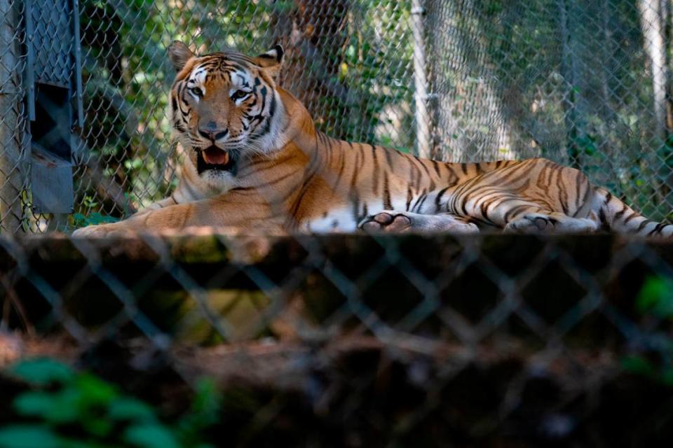 “Naveen”, one of the tigers rescued from the Tiger King Park in Oklahoma, enjoys his new home at the Carolina Tiger Rescue in Pittsboro, N.C. on Tuesday, Aug. 9, 2022.