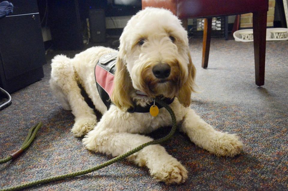 Poppy, a goldendoodle, is a fully trained and certified therapy dog on the staff at Petoskey High School.
