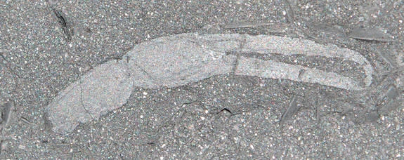 The fossilized pincers from the oldest scorpion found in the former Gondwana supercontinent.
