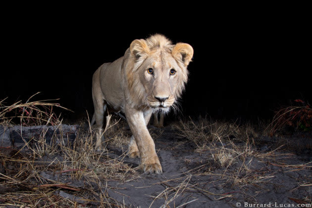 Camera trap image taken by Will Burrard-Lucas using Camtraptions PIR motion sensor. (Photo courtesy of Will Burrard-Lucas)