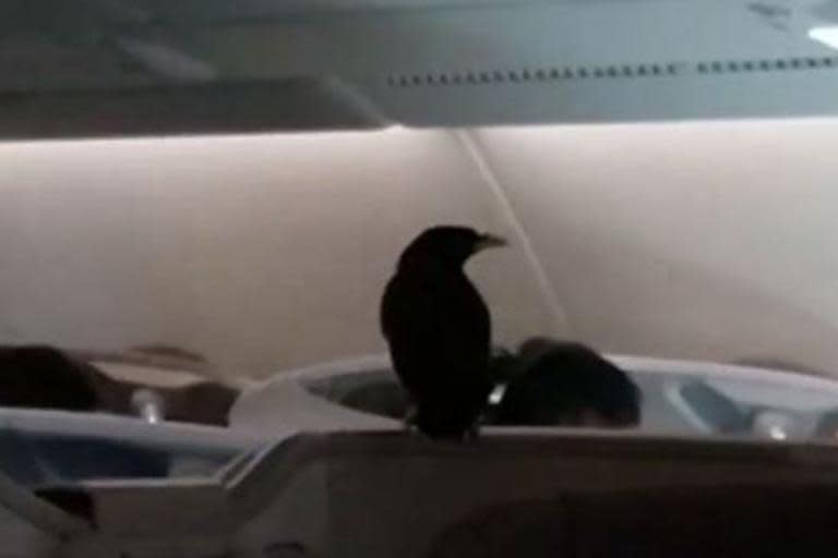 Bird found onboard business class flight from Singapore to Heathrow