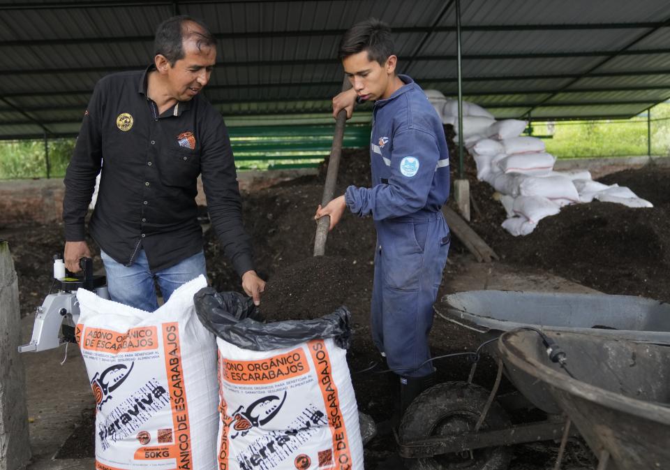 El ingeniero ambiental colombiano Germán Viasus Tibamoso, a la izquierda, propietario de Tierra Viva, y un empleado empacan bolsas con abono en Tunja, Colombia, el martes 15 de noviembre de 2022. (AP Foto/Fernando Vergara)