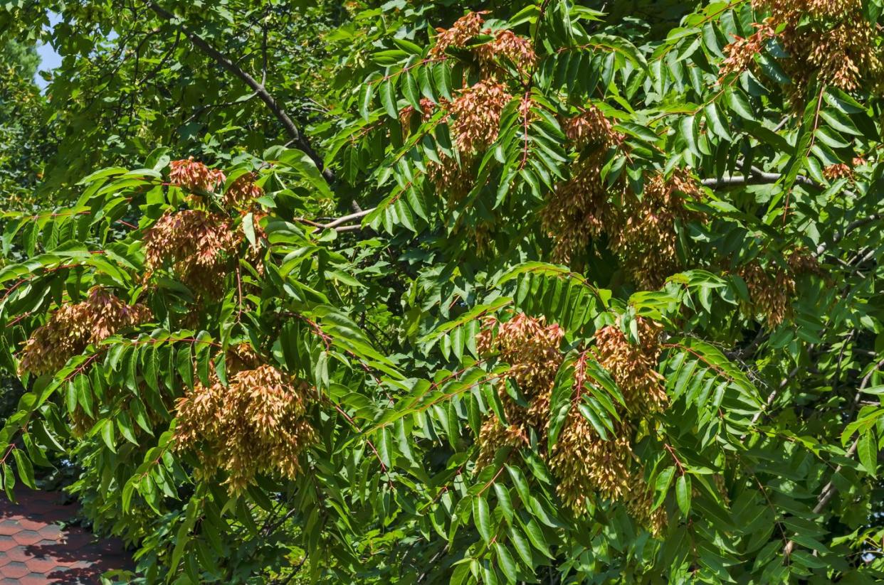 invasive plants giant hogweed