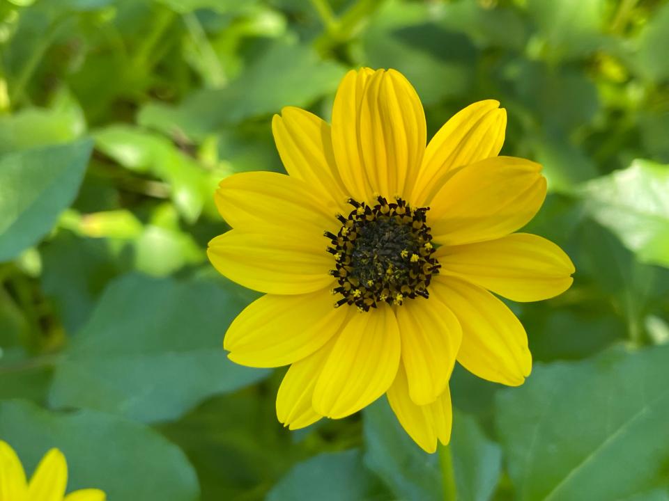 Dune sunflower stands out against darker-colored flowers.