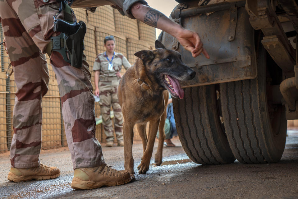 FILE - A French Malinois looks for explosives at the entrance of the Niamey, Niger base, on June 6, 2021. On Thursday, Aug. 3, 2023, night, the junta said on state television it was terminating the military agreements and protocols signed with it's former colonial ruler, France. (AP Photo/Jerome Delay, File)