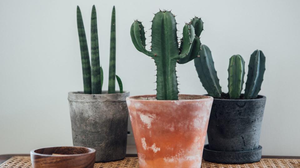 <p> Many studies have shown that the humble house cactus can lower feelings of stress, anxiety, and restlessness through air purification as well as reducing levels of some home pollutants like benzene and nitrogen dioxide. And with so many varieties to choose from, from rat tail to old lady cactus you’ll be spoilt for choice. </p>