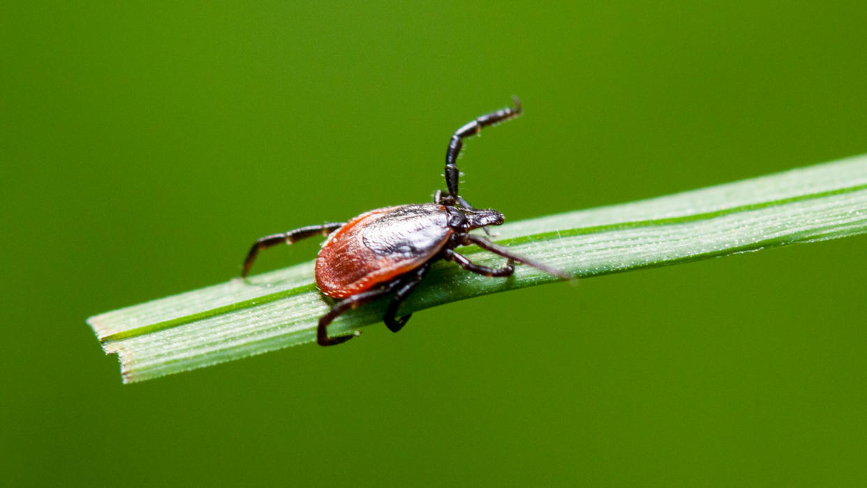  A close up of a blacklegged tick on a blade of grass. 