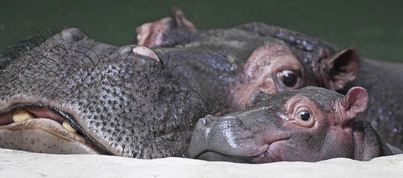 澳洲雪梨動物園開張引發討論，支持動物園的意見認為，動物園具有生命教育、環境教育及保育功能。（AP）