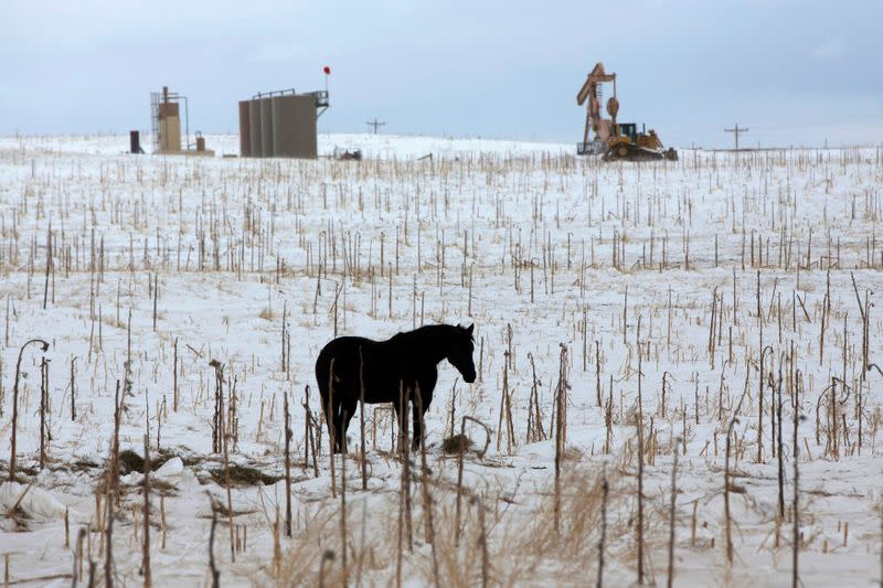 FILE PHOTO: A horse is seen in a field near an oil pump site outside of Williston