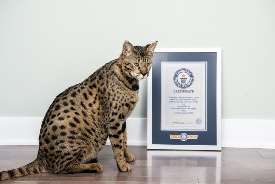 Fenrir Antares Powers, the tallest living domestic cat. The cat measures 47.83 centimeters and was verified in Farmington Hills, Mich. on Jan. 29, 2021.