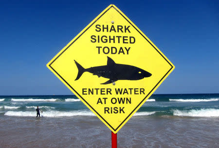 A surfer carries his board into the water next to a sign declaring a shark sighting on Sydney's Manly Beach, Australia, November 24, 2015. REUTERS/David Gray/File Photo