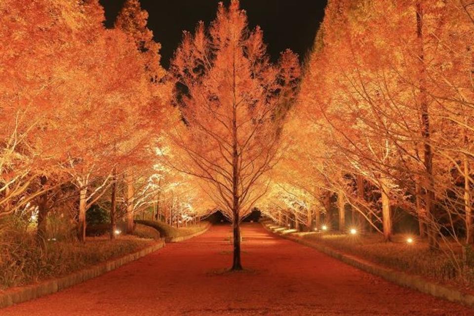 <p>11月3日起夜間進行紅葉點燈，在闊廣的森林公園內感受獨特的賞楓體驗。<br><br>日期：10/20(六)～12/2(日)</p> <cite>神戶市台灣推廣事務所</cite>
