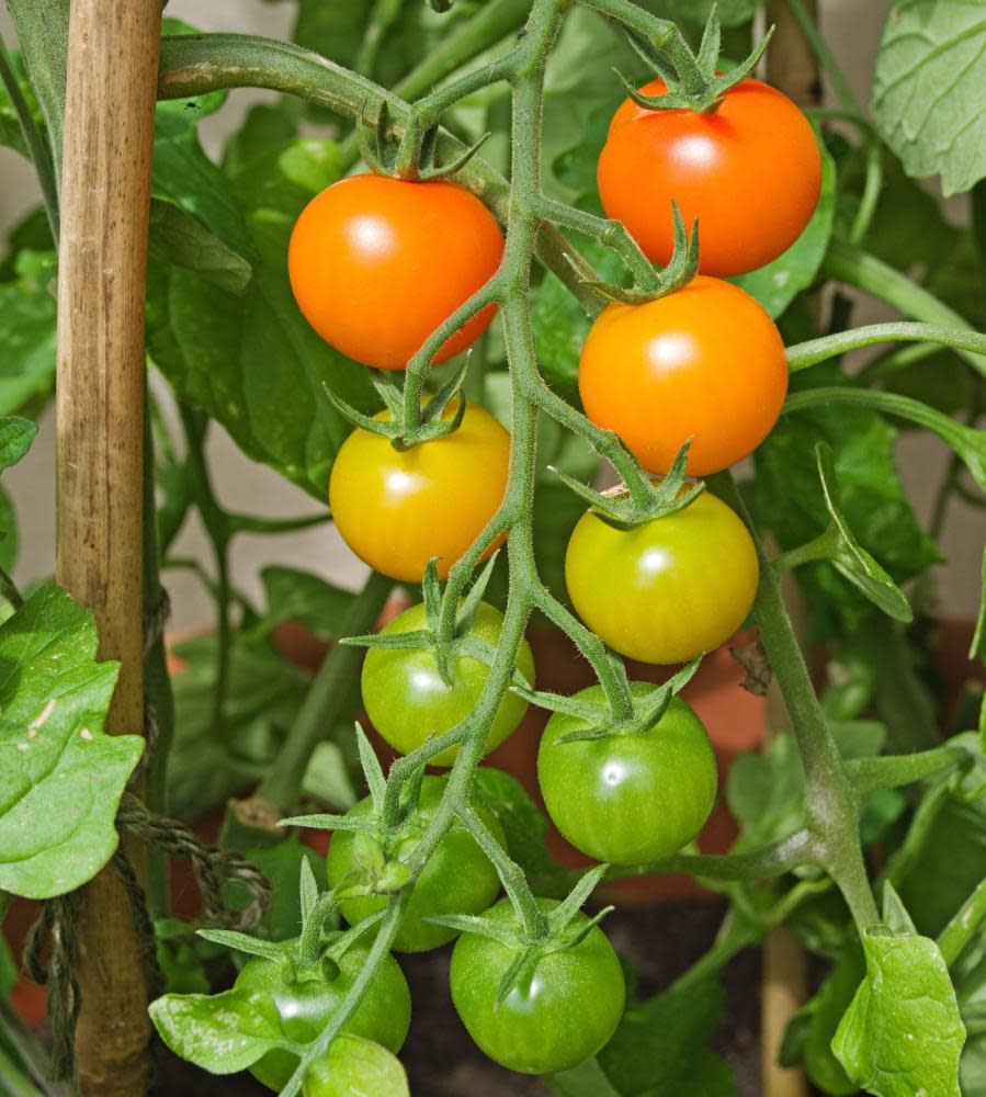 Truss of Sungold tomatoes ripening on the vine in summer sunshine in English domestic garden